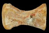 Fossil Theropod Dorsal Vertebra Section - Morocco #113624-1